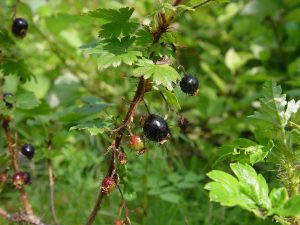 Swamp Black Currant