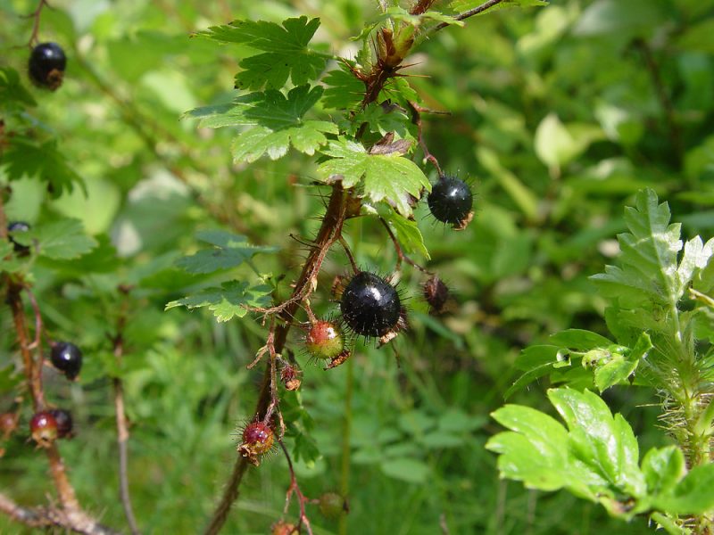 Image for Swamp Black Currant