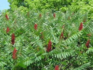 Staghorn Sumac