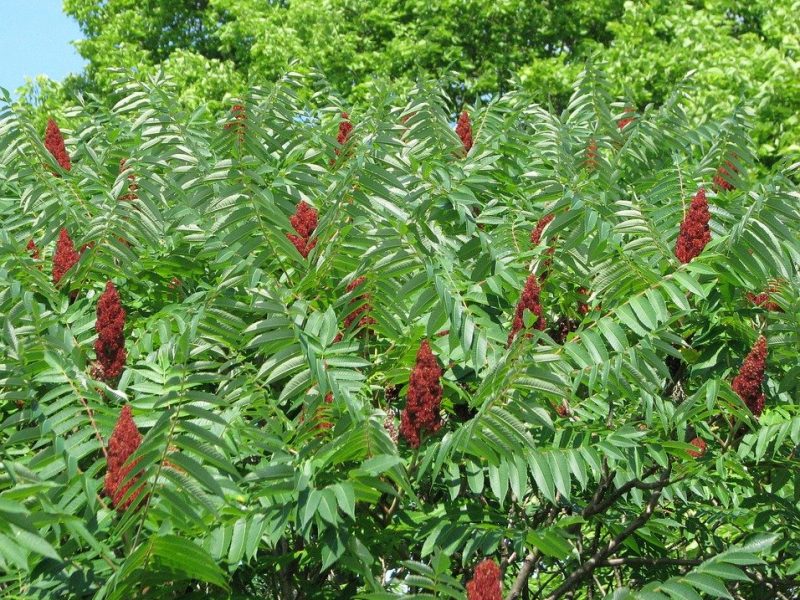 Image for Staghorn Sumac