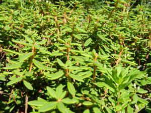 Labrador Tea