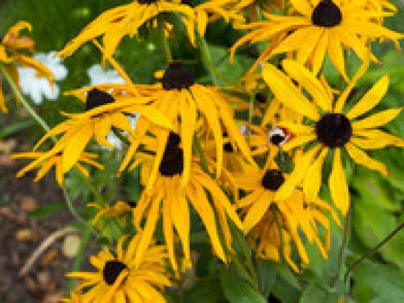 Image for Green-Headed Coneflower