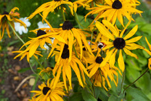 Green-Headed Coneflower