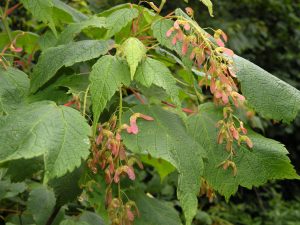 Mountain Maple