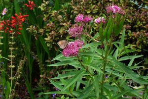 Swamp Milkweed