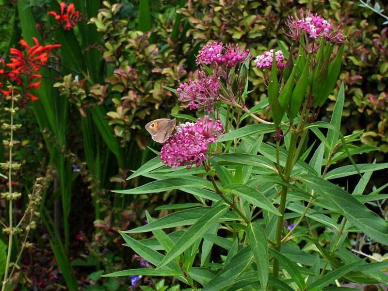 Image for Swamp Milkweed