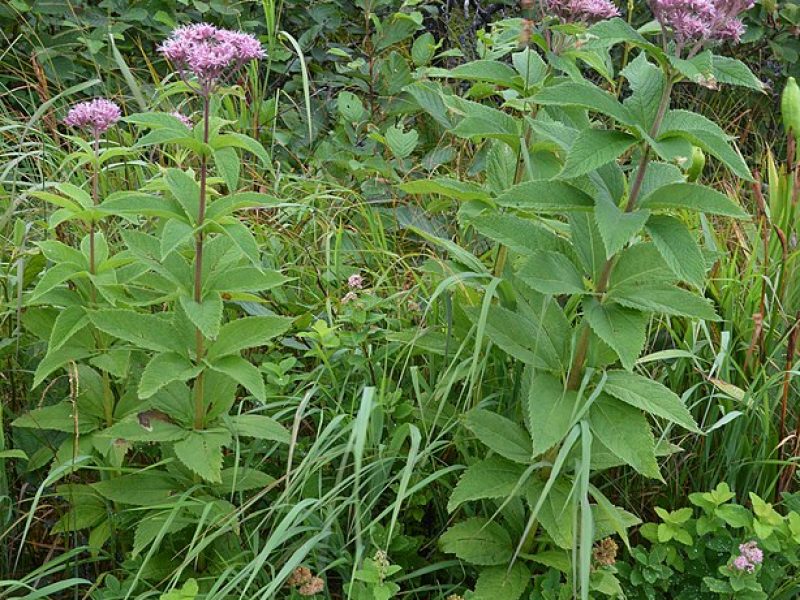 Image for Spotted Joe-Pye Weed