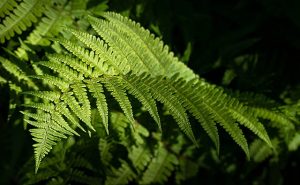 Ostrich Fern