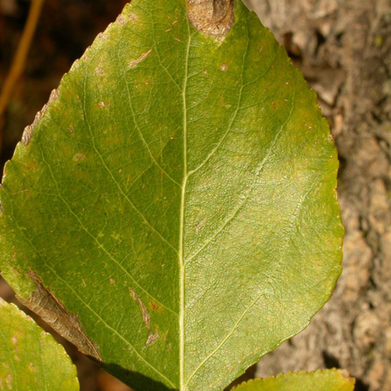 Image for Balsam Poplar