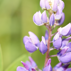 Blue Lupine