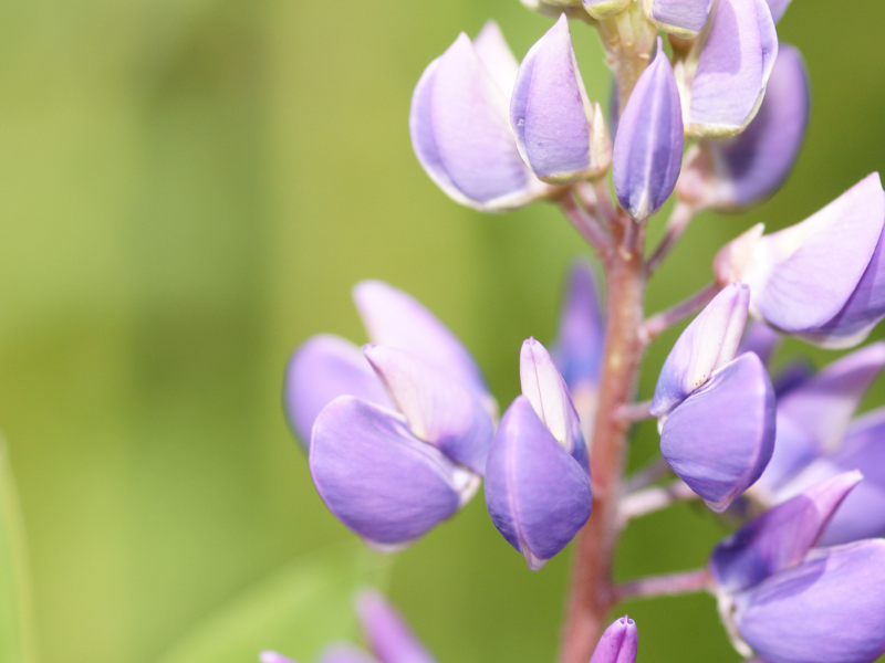 Image for Blue Lupine