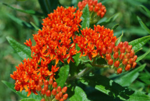Butterfly Milkweed