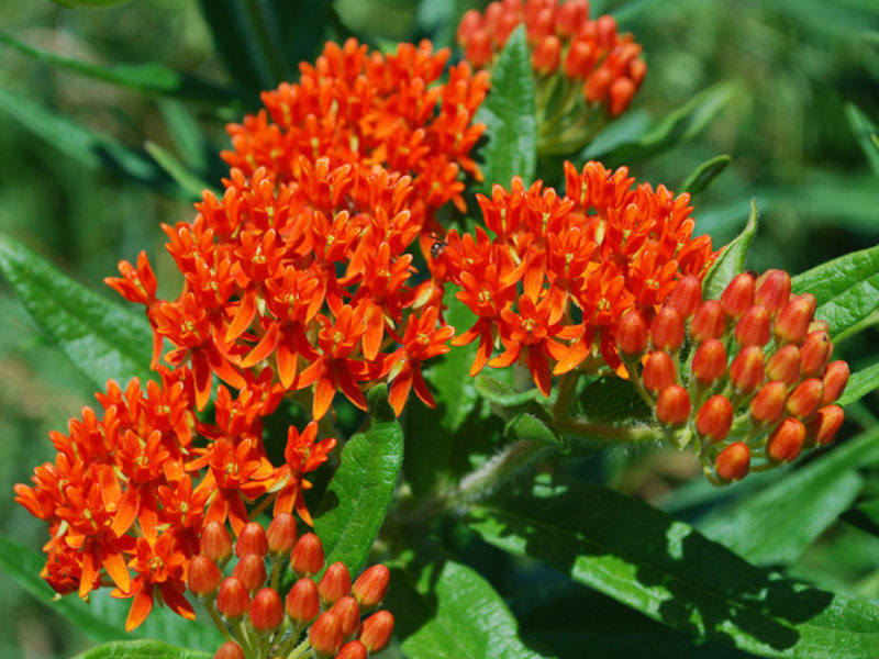 Image for Butterfly Milkweed