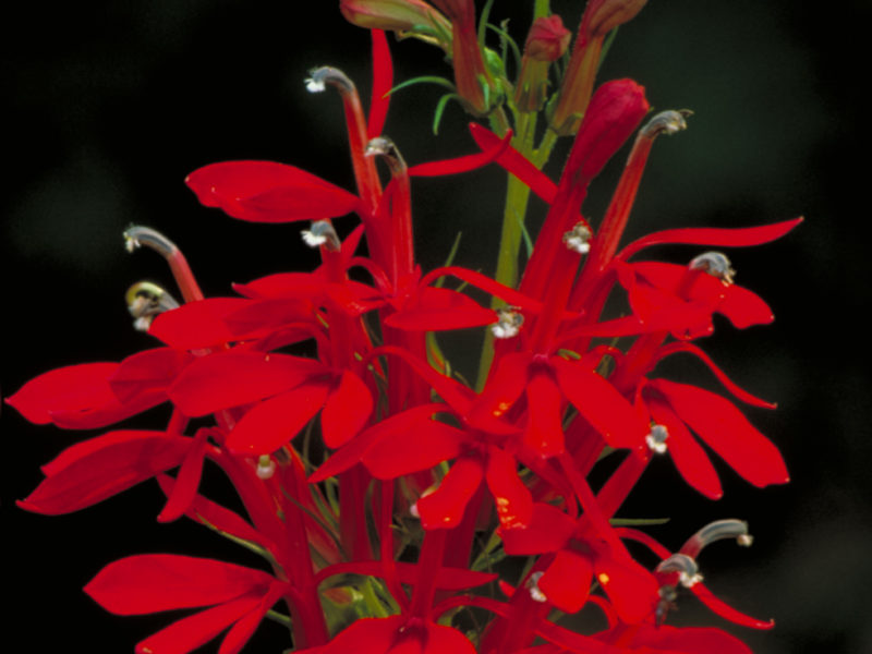 Image for Cardinal Flower