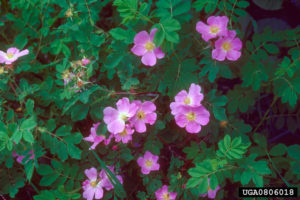 Common Wild Rose