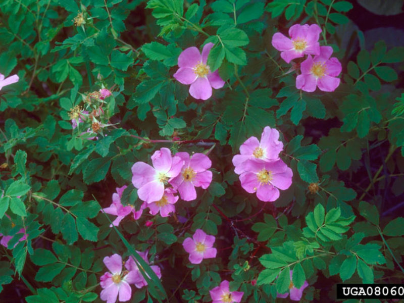Image for Common Wild Rose