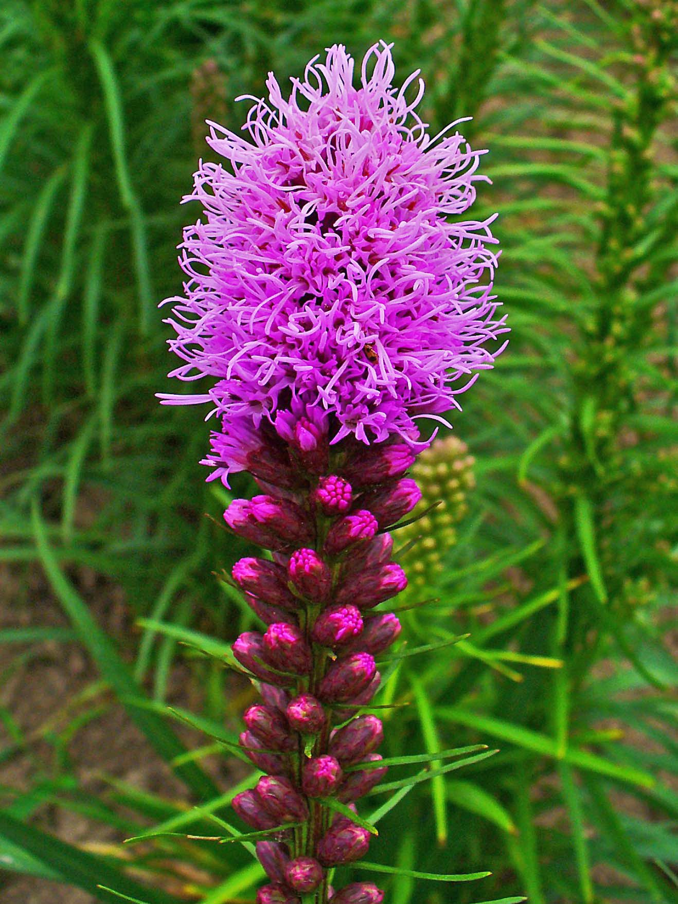 Dense Blazing Star - Natural Edge