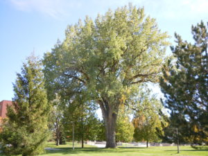 Eastern Cottonwood