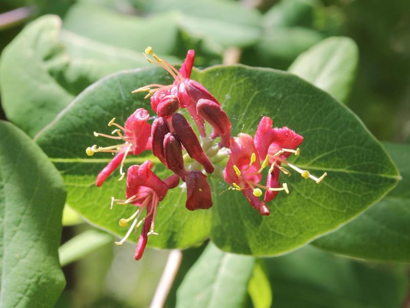 Image for Glaucous Honeysuckle