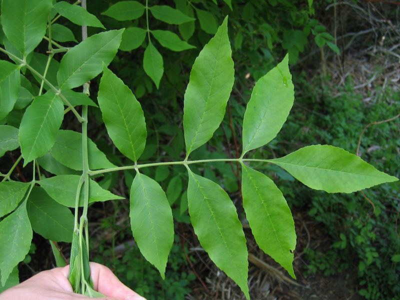 Image for Green Ash