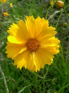 Lance-Leaf Coreopsis