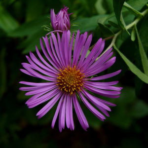 New England Aster