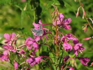 Fireweed