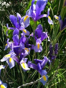 Blue Flag Iris