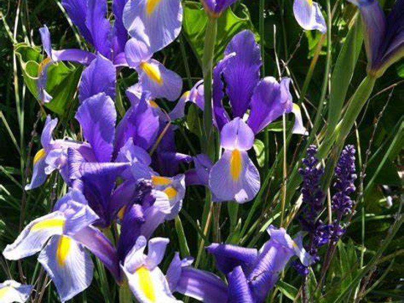 Image for Blue Flag Iris