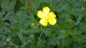 Common Evening Primrose