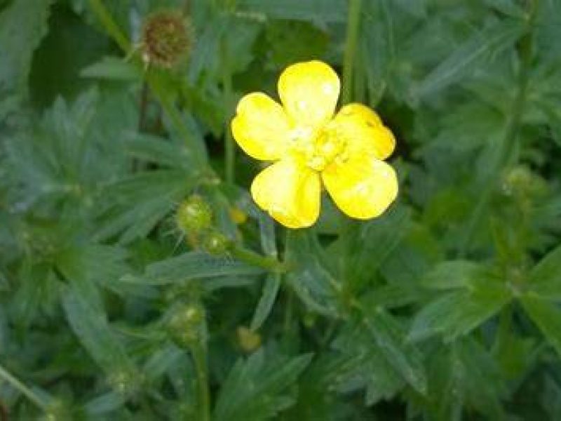 Image for Common Evening Primrose