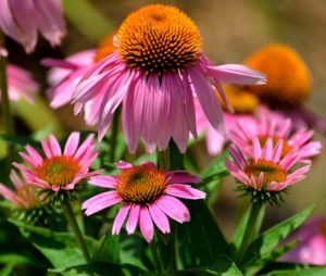 Purple Coneflower