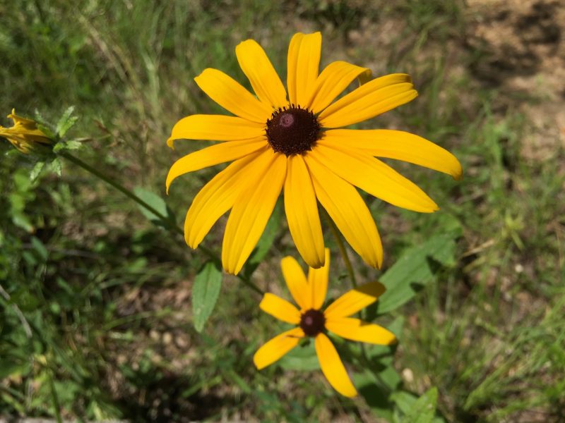 Image for Black-Eyed Susan