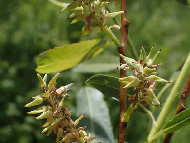 Image for Meadow Willow