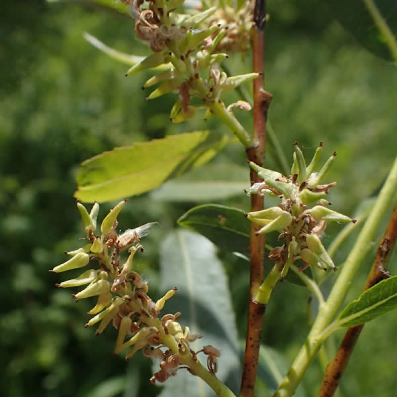 Image for Meadow Willow