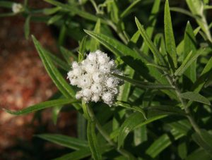 Pearly Everlasting