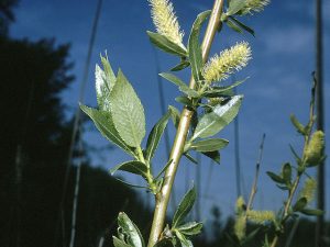 Shining Willow