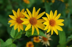 Sweet Oxeye