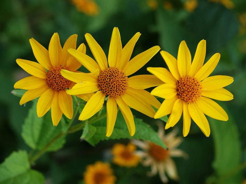 Image for Sweet Oxeye