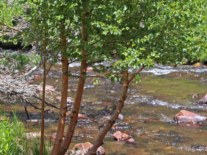 Image for Water Birch