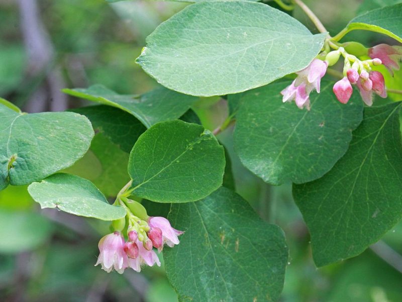 Image for Western Snowberry