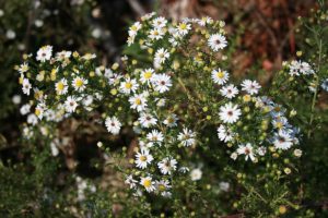 White Heath Aster