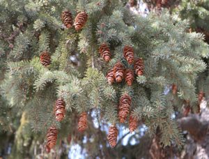 White Spruce