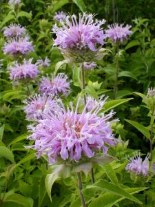 Wild Bergamot