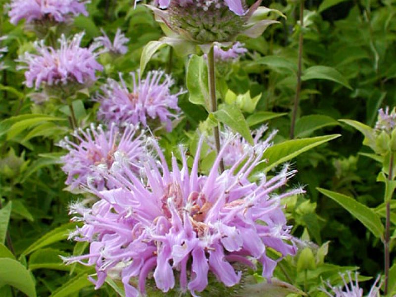 Image for Wild Bergamot