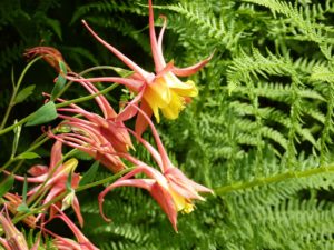 Wild Columbine
