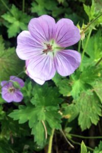 Wild Geranium