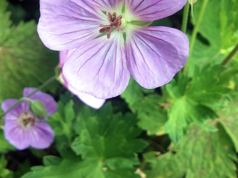 Image for Wild Geranium