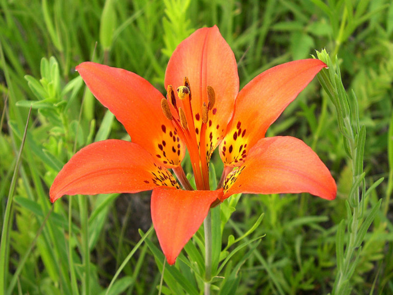 Image for Wood Lily