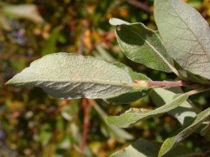 Bebb Willow